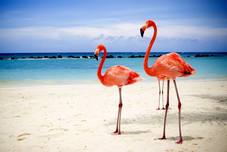 Обои Flamingos On The Beach