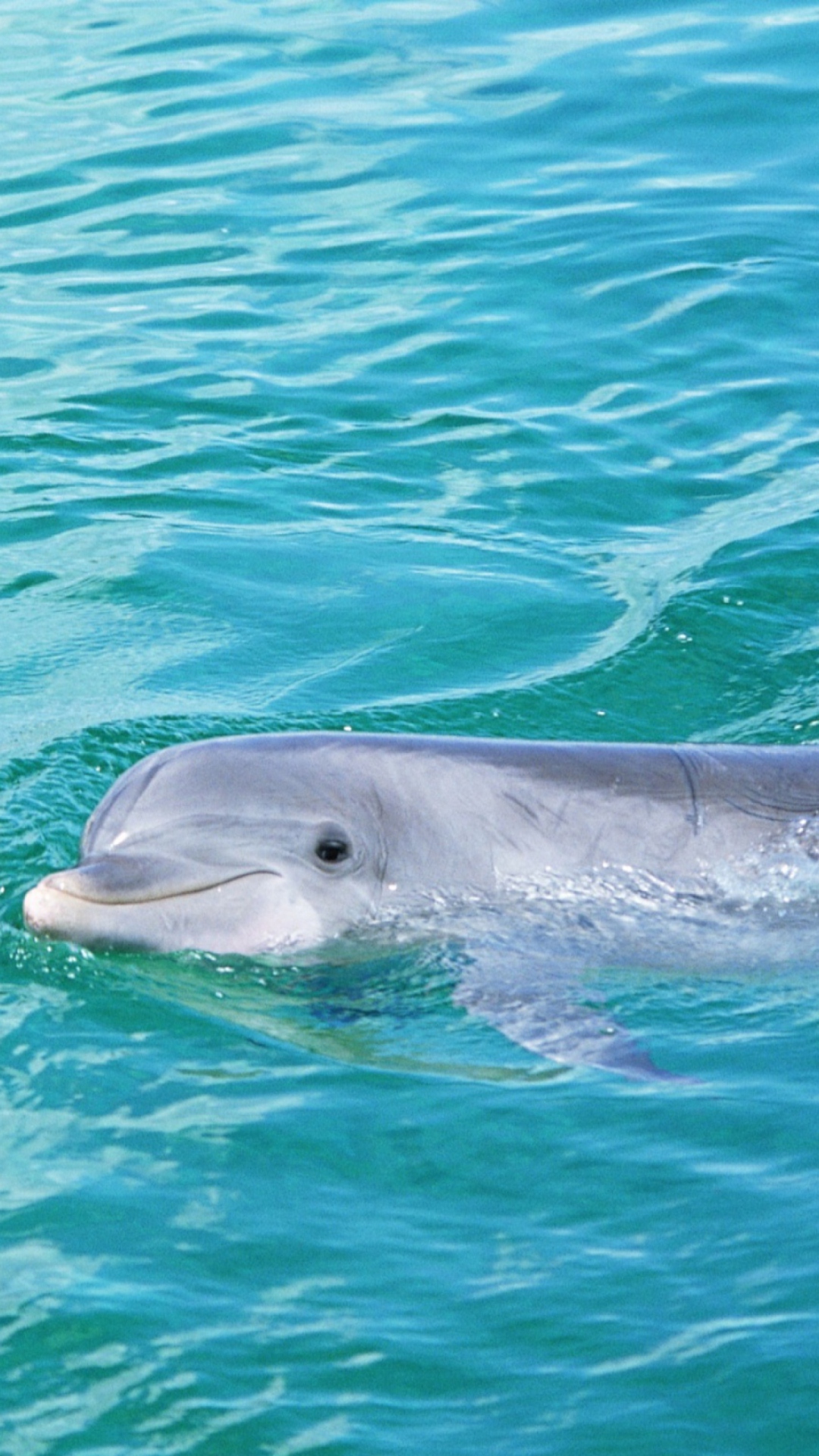 Fondo de pantalla Cute Dolphin 1080x1920