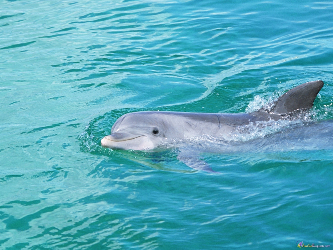 Das Cute Dolphin Wallpaper 1152x864