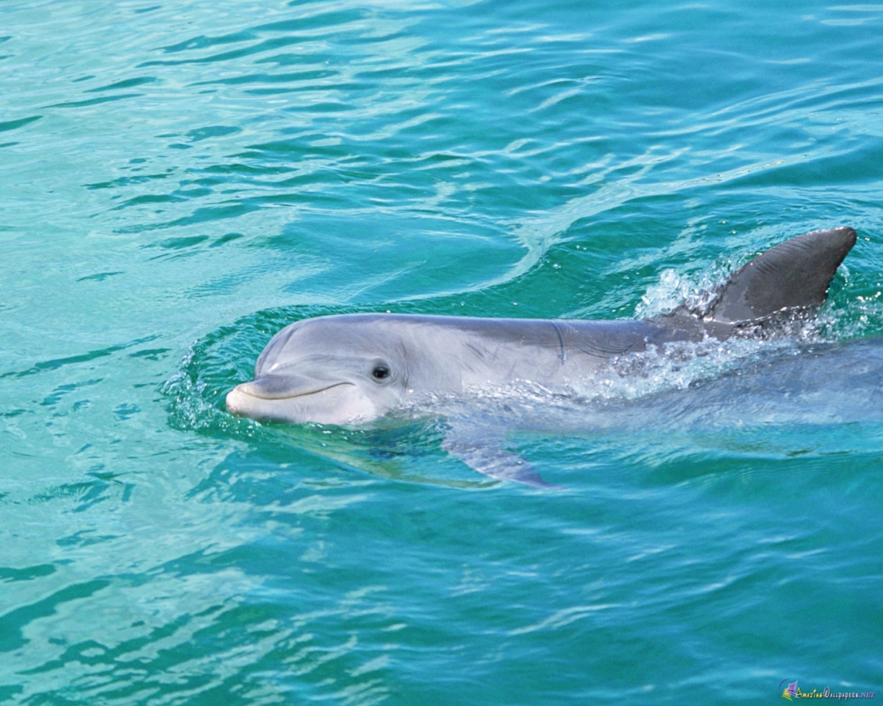 Обои Cute Dolphin 1280x1024
