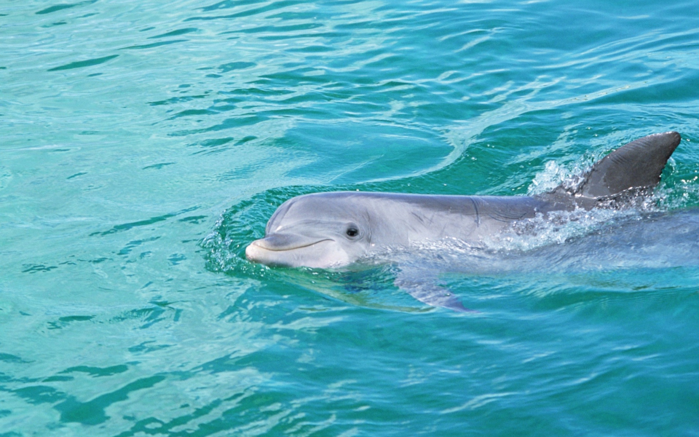Fondo de pantalla Cute Dolphin 1440x900