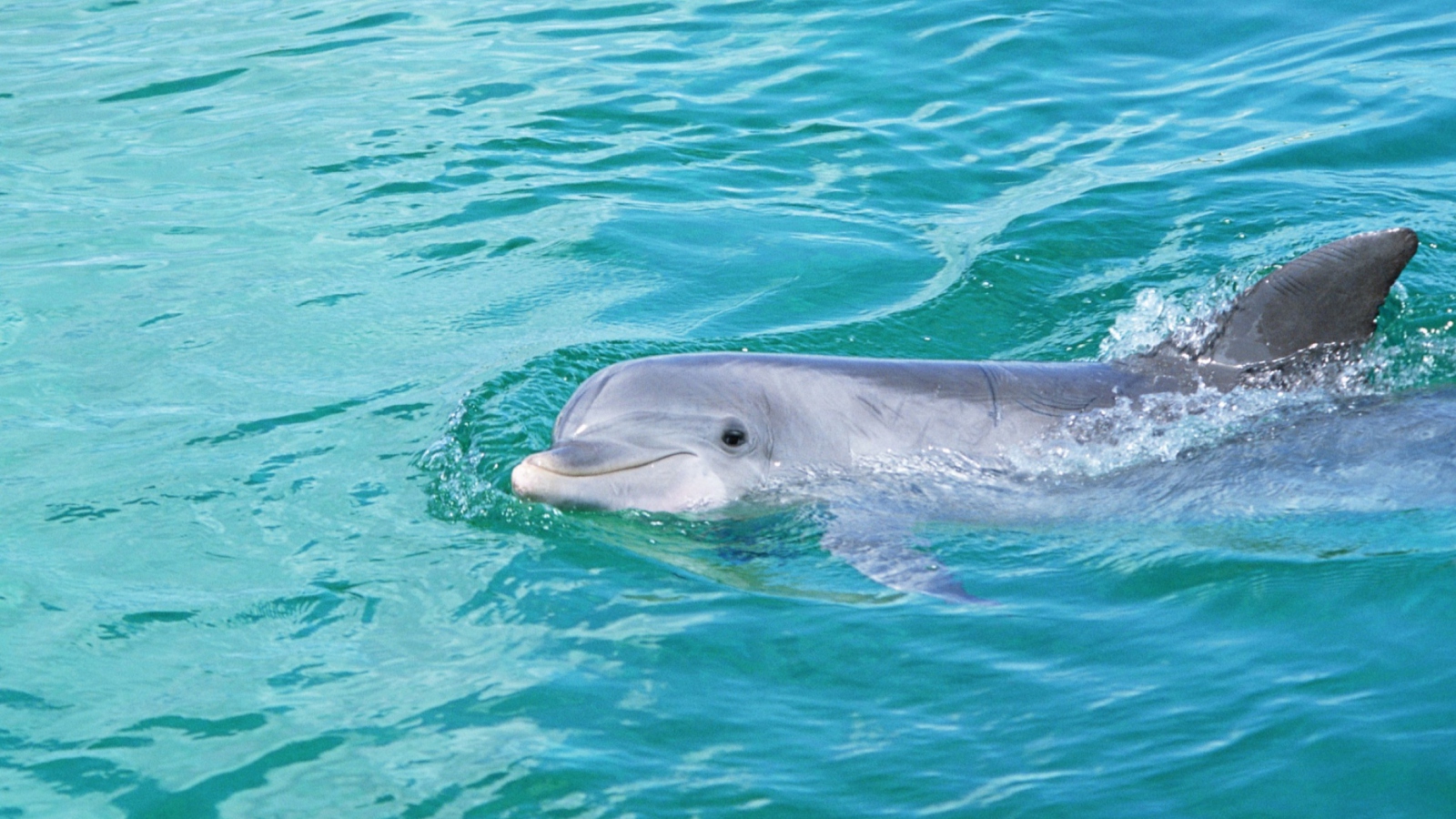 Fondo de pantalla Cute Dolphin 1600x900