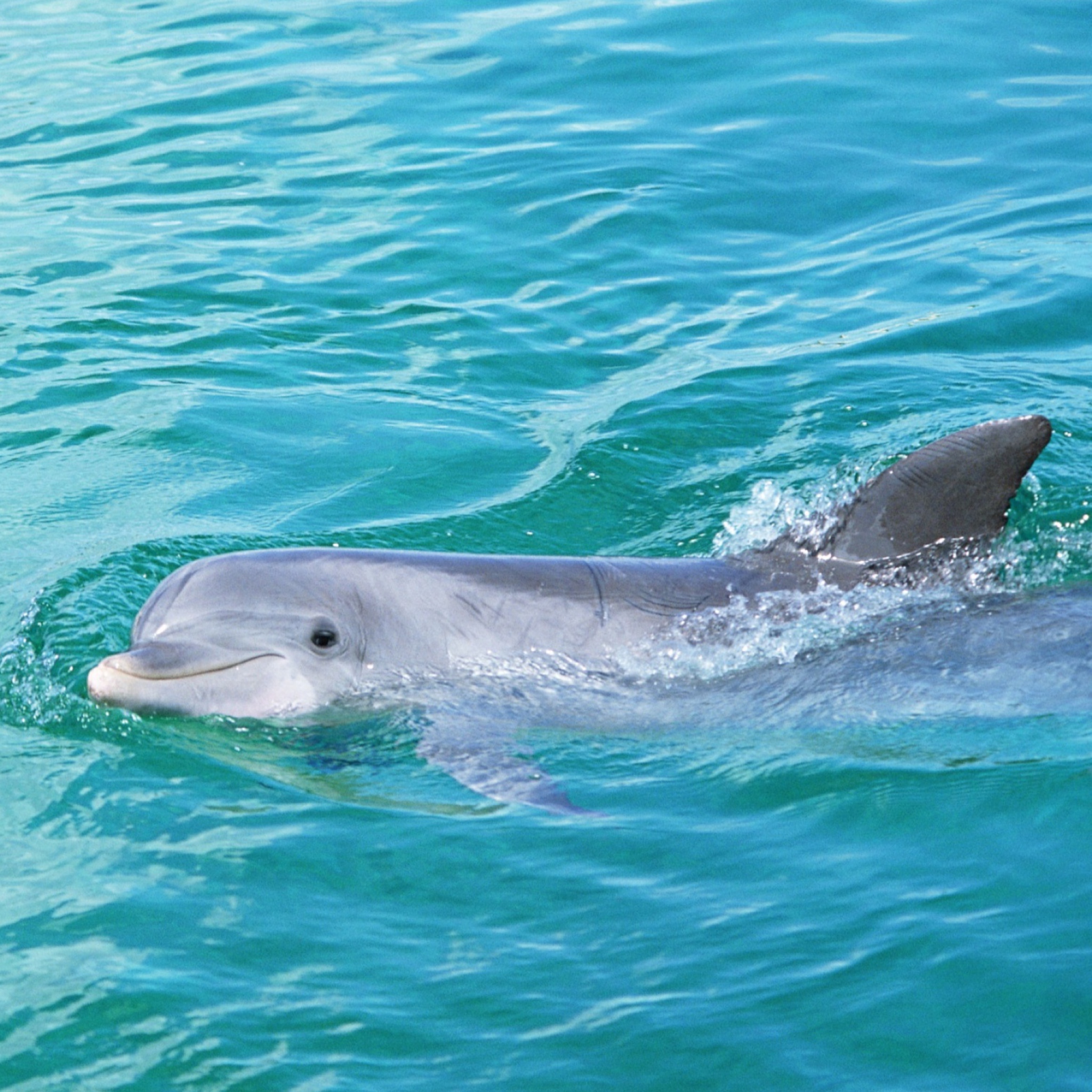 Sfondi Cute Dolphin 2048x2048
