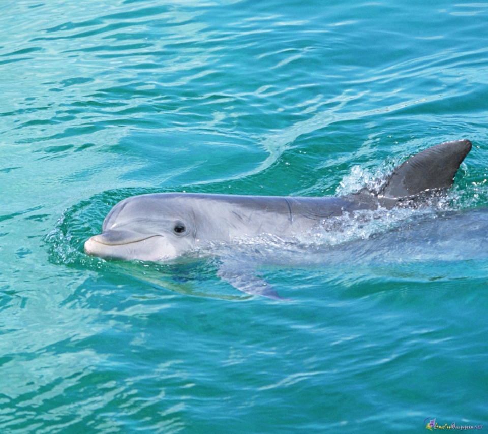 Sfondi Cute Dolphin 960x854
