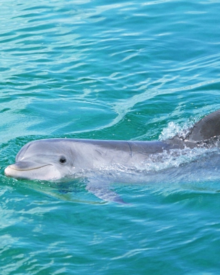 Cute Dolphin sfondi gratuiti per Nokia Asha 306