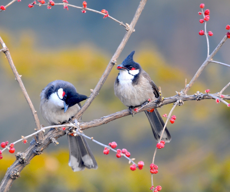 Screenshot №1 pro téma Red Whiskered Bulbul Birds 960x800