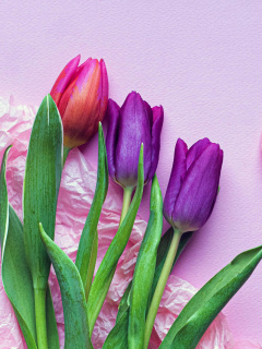 Pink Tulips wallpaper 240x320