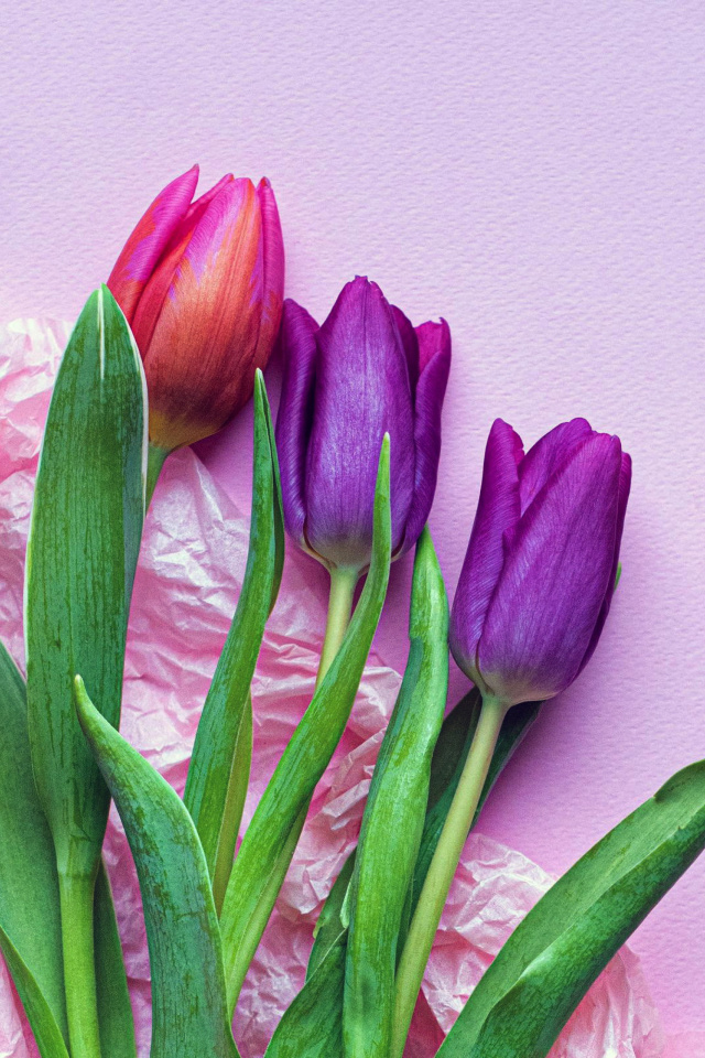 Pink Tulips wallpaper 640x960