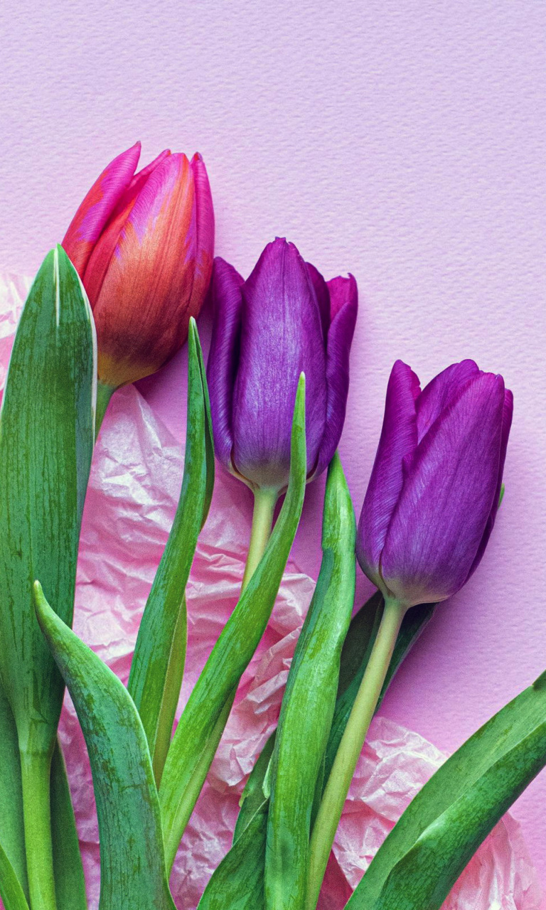 Обои Pink Tulips 768x1280
