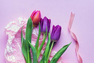 Pink Tulips Background for Android, iPhone and iPad