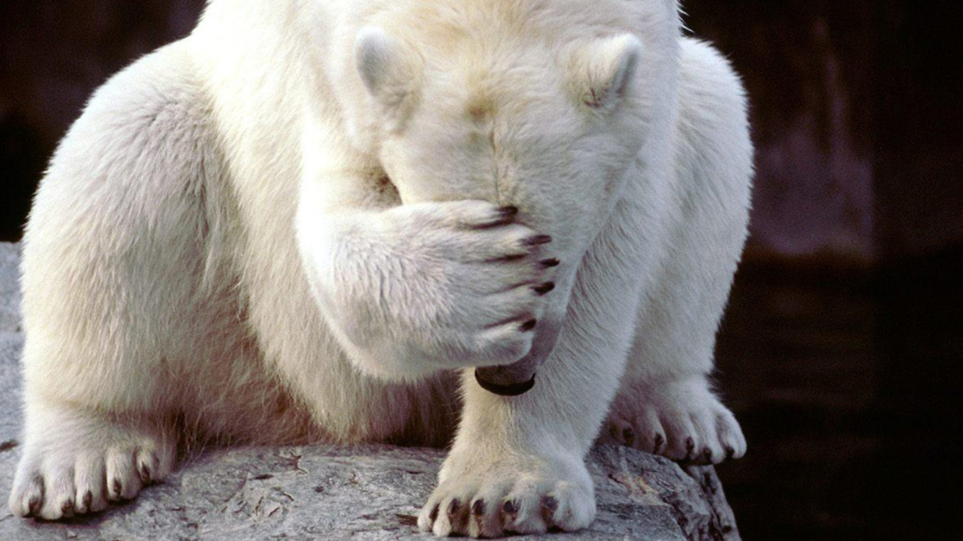Sfondi Shamed Polar Bear 1366x768