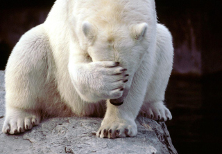 Shamed Polar Bear Background for Android, iPhone and iPad