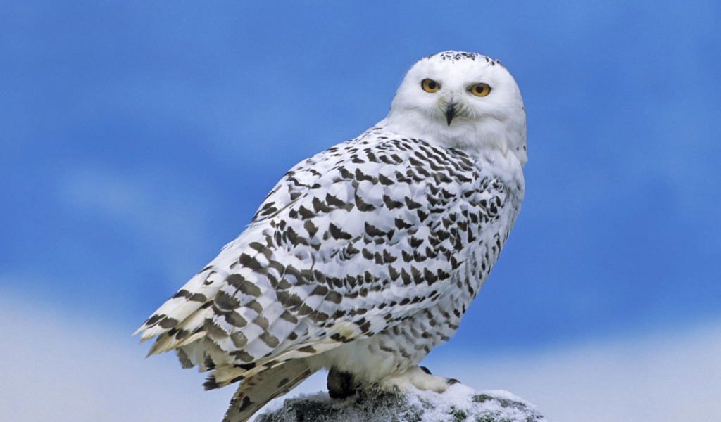 Обои Snowy owl from Arctic 1024x600