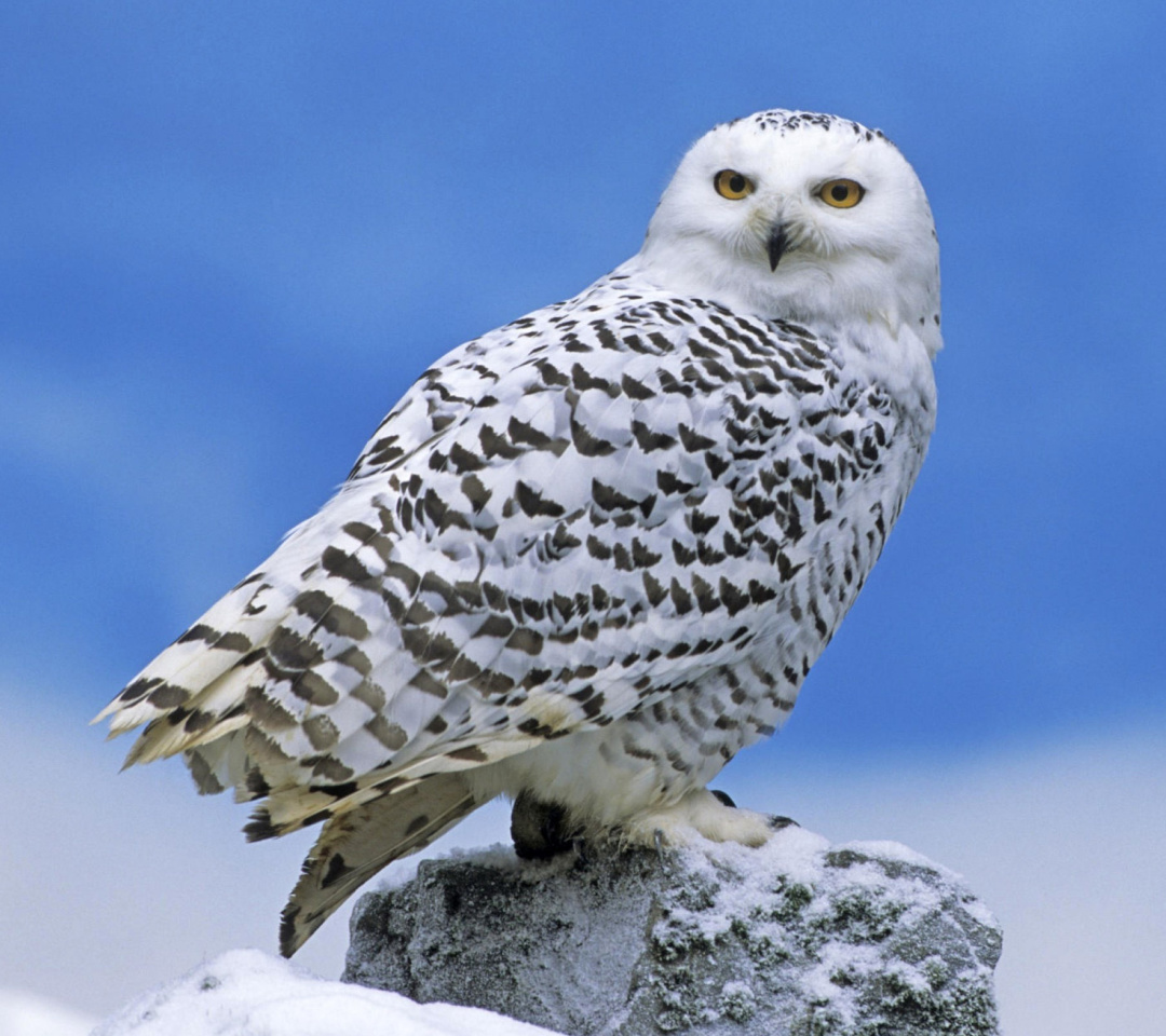 Screenshot №1 pro téma Snowy owl from Arctic 1080x960