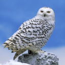 Das Snowy owl from Arctic Wallpaper 128x128