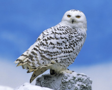Обои Snowy owl from Arctic 220x176