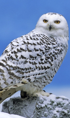 Screenshot №1 pro téma Snowy owl from Arctic 240x400