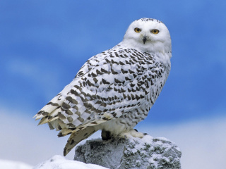 Обои Snowy owl from Arctic 320x240