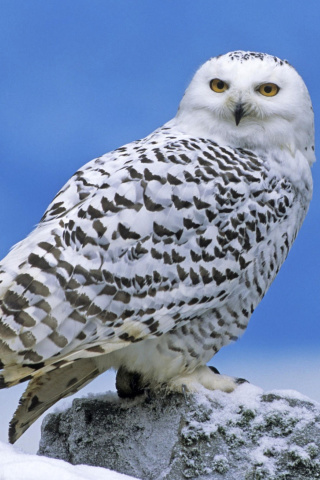 Fondo de pantalla Snowy owl from Arctic 320x480