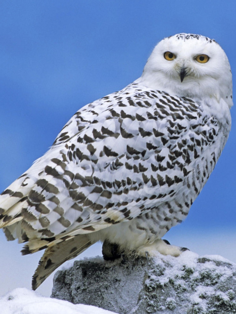 Sfondi Snowy owl from Arctic 480x640