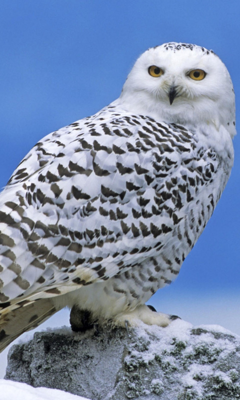 Sfondi Snowy owl from Arctic 480x800