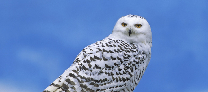 Screenshot №1 pro téma Snowy owl from Arctic 720x320