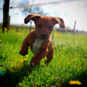 Puppy Happy Summer Run screenshot #1 128x128