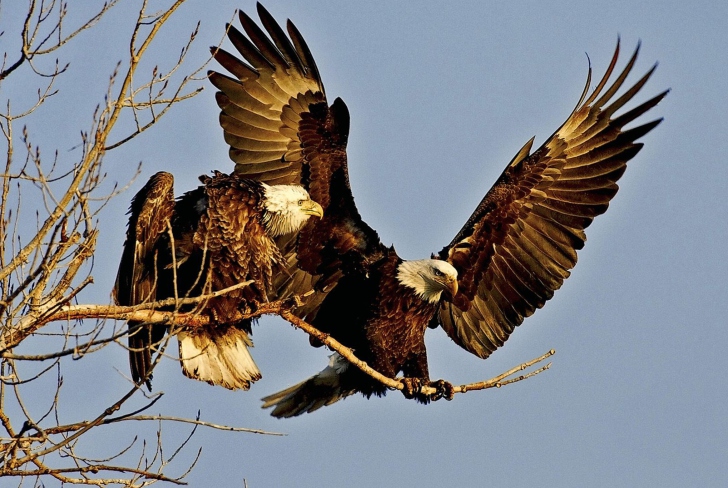 Screenshot №1 pro téma Bird Of Prey With Hooked Beak