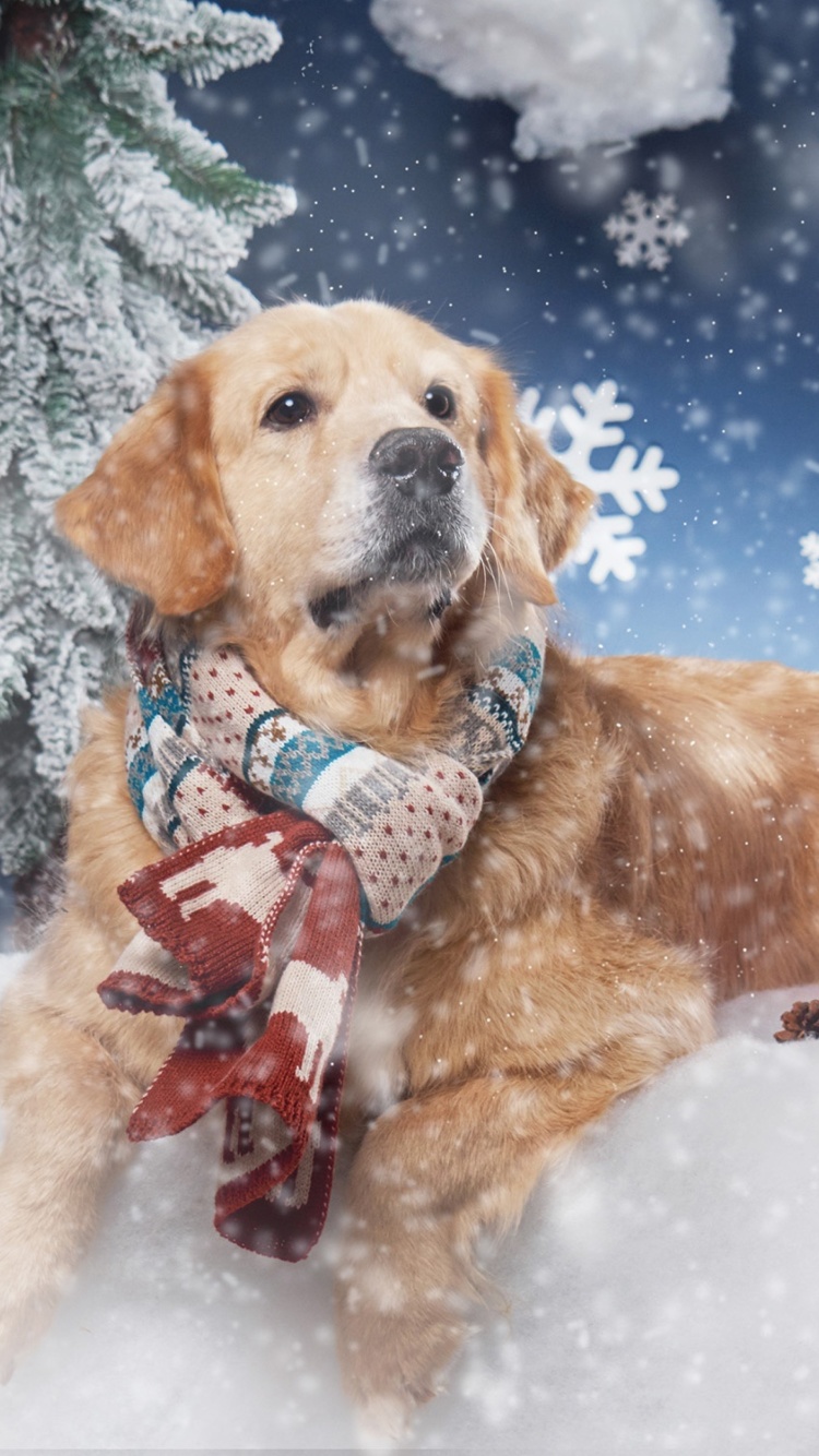 Golden Retriver wallpaper 750x1334