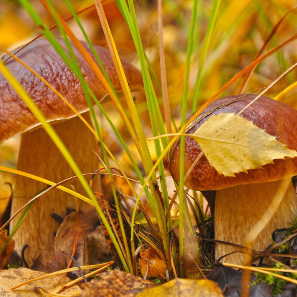 Обои Autumn Mushrooms with Yellow Leaves 1024x1024