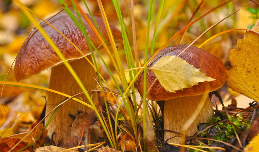 Fondo de pantalla Autumn Mushrooms with Yellow Leaves 1024x600