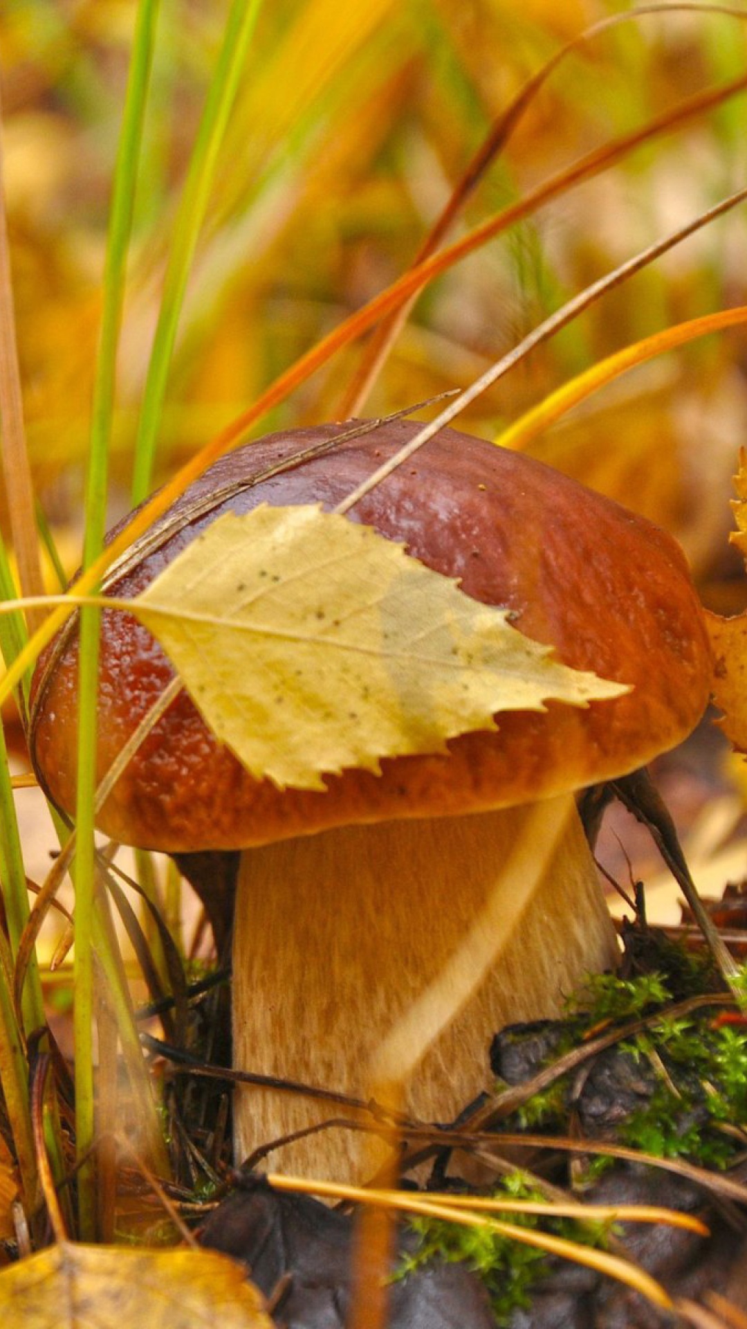 Das Autumn Mushrooms with Yellow Leaves Wallpaper 1080x1920