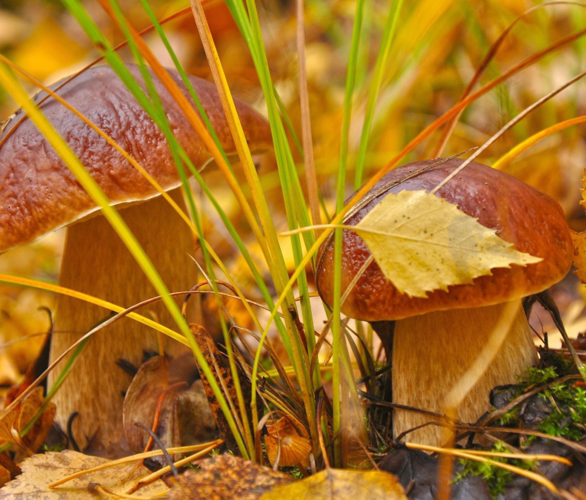 Fondo de pantalla Autumn Mushrooms with Yellow Leaves 1200x1024