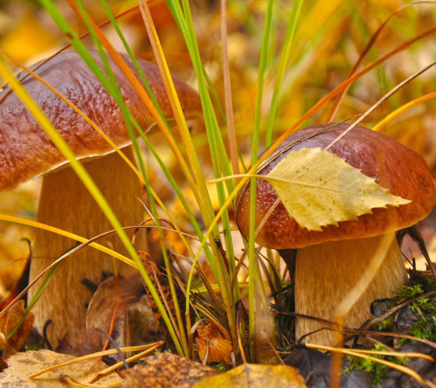 Обои Autumn Mushrooms with Yellow Leaves 1440x1280