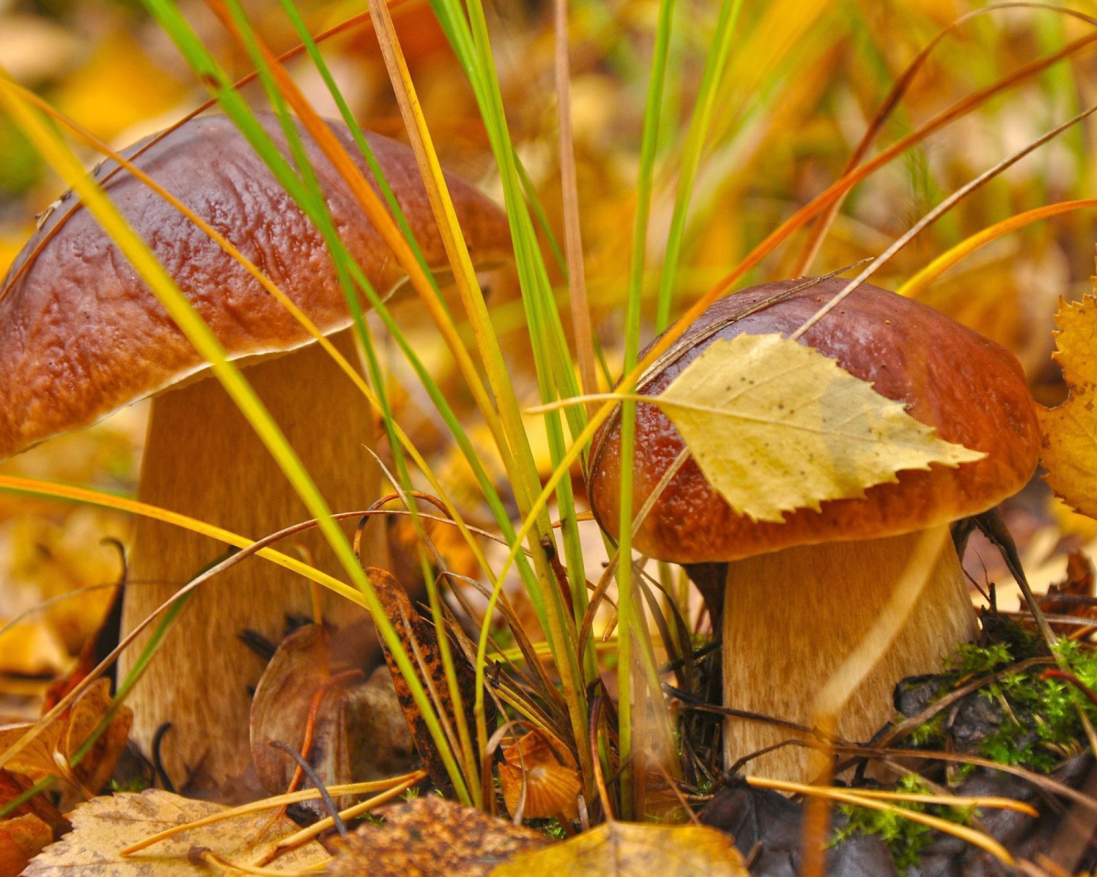 Обои Autumn Mushrooms with Yellow Leaves 1600x1280