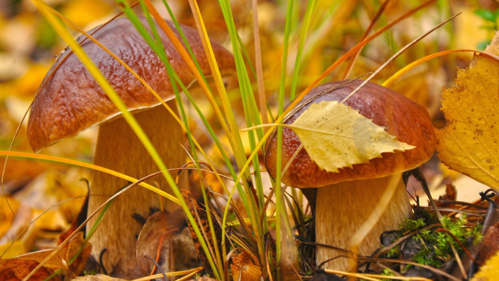 Обои Autumn Mushrooms with Yellow Leaves 1600x900