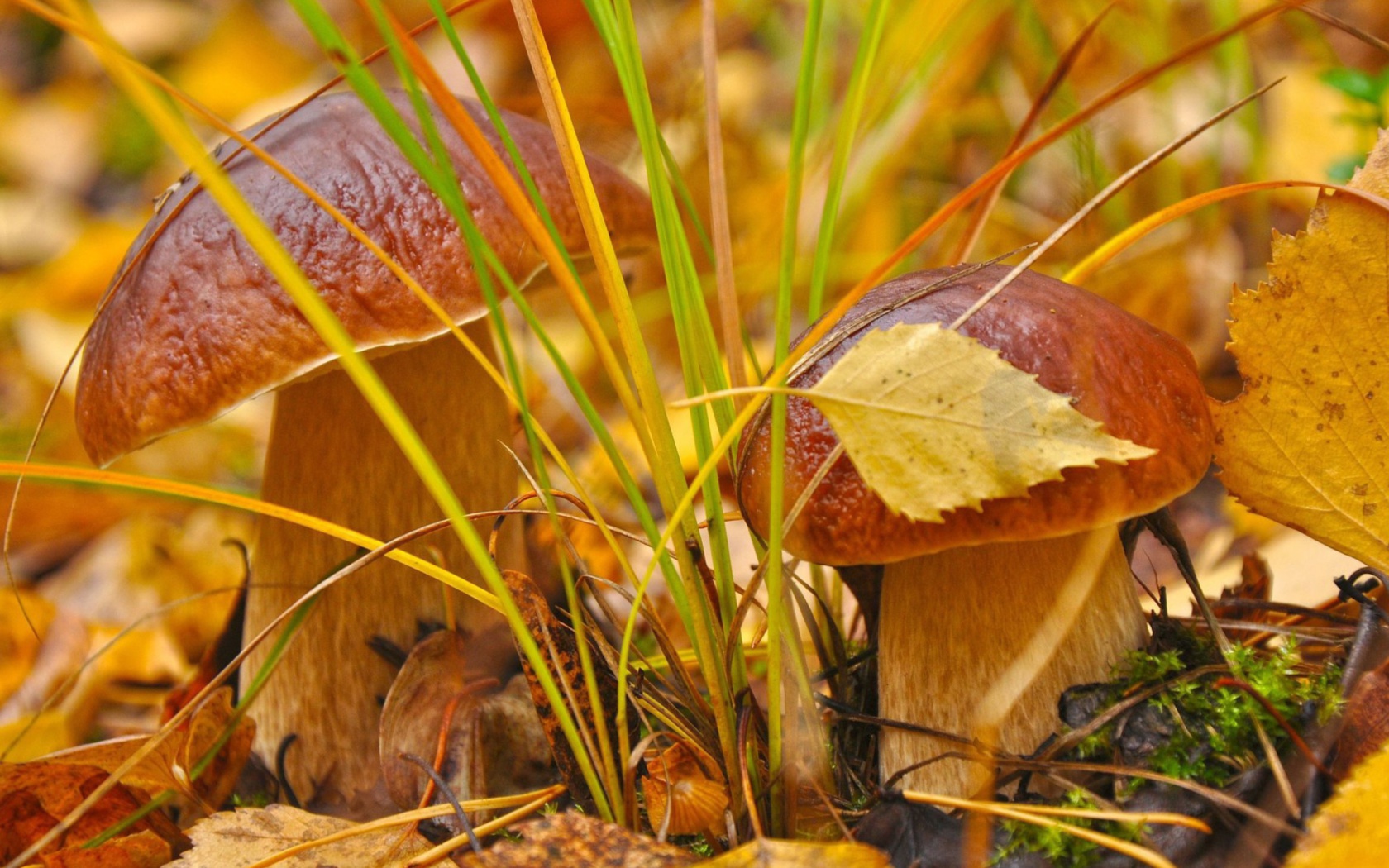 Обои Autumn Mushrooms with Yellow Leaves 1680x1050