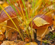 Screenshot №1 pro téma Autumn Mushrooms with Yellow Leaves 176x144
