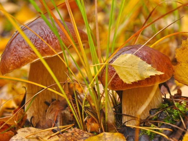 Das Autumn Mushrooms with Yellow Leaves Wallpaper 640x480