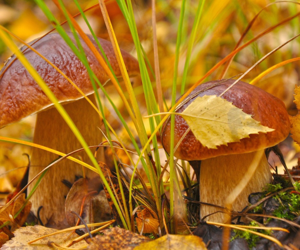 Das Autumn Mushrooms with Yellow Leaves Wallpaper 960x800