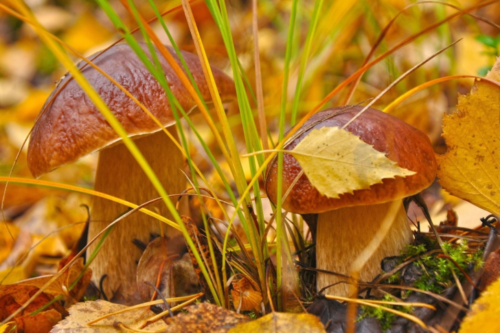 Das Autumn Mushrooms with Yellow Leaves Wallpaper