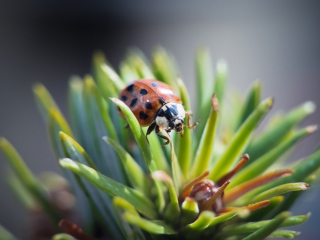 Sfondi Ladybug 320x240