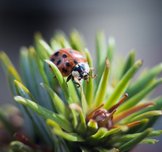 Ladybug - Obrázkek zdarma pro iPad mini