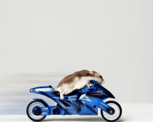 Обои Mouse On Bike 220x176