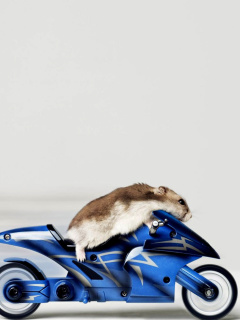 Обои Mouse On Bike 240x320