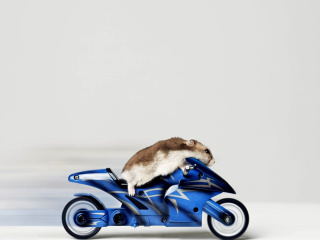 Обои Mouse On Bike 320x240