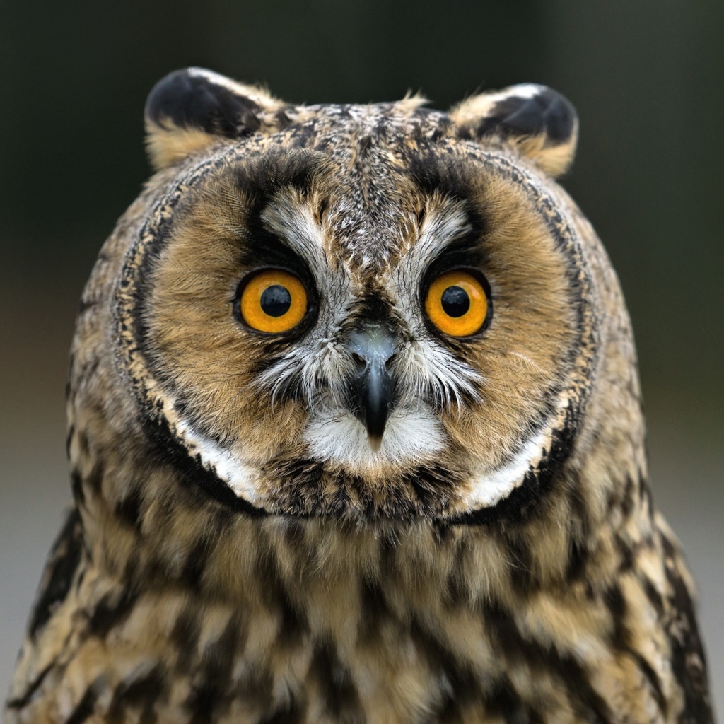 Fondo de pantalla Owl bird predator 1024x1024