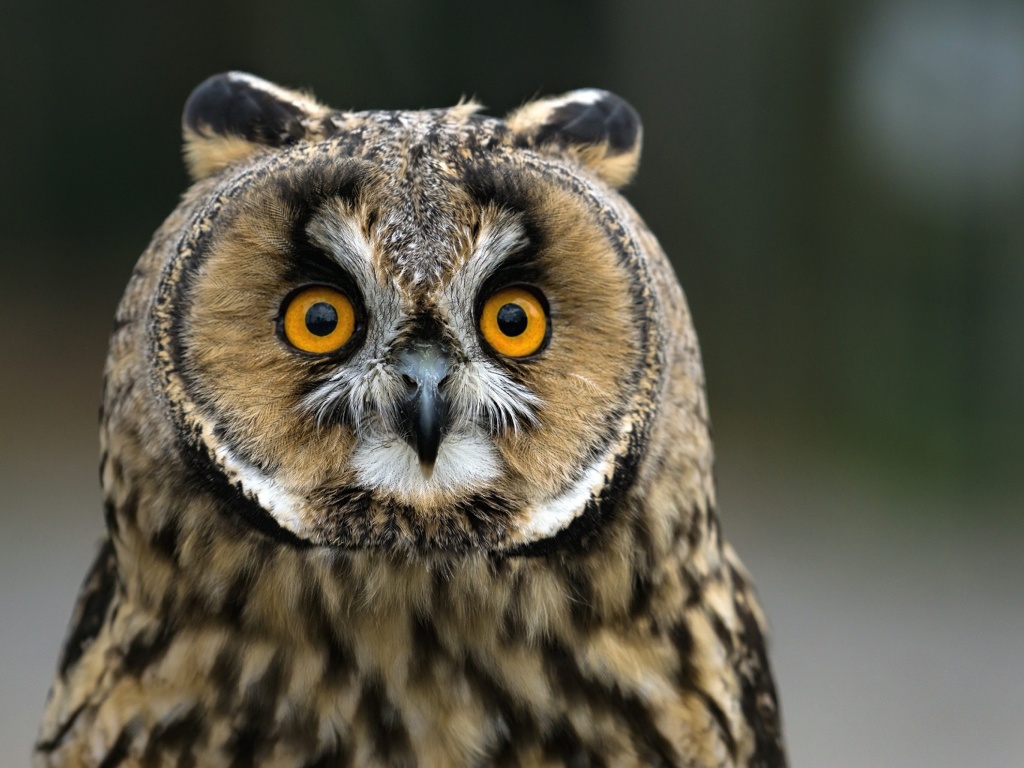 Fondo de pantalla Owl bird predator 1024x768