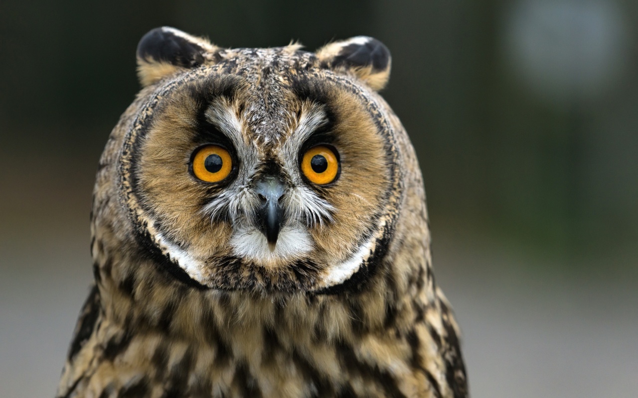 Owl bird predator wallpaper 1280x800