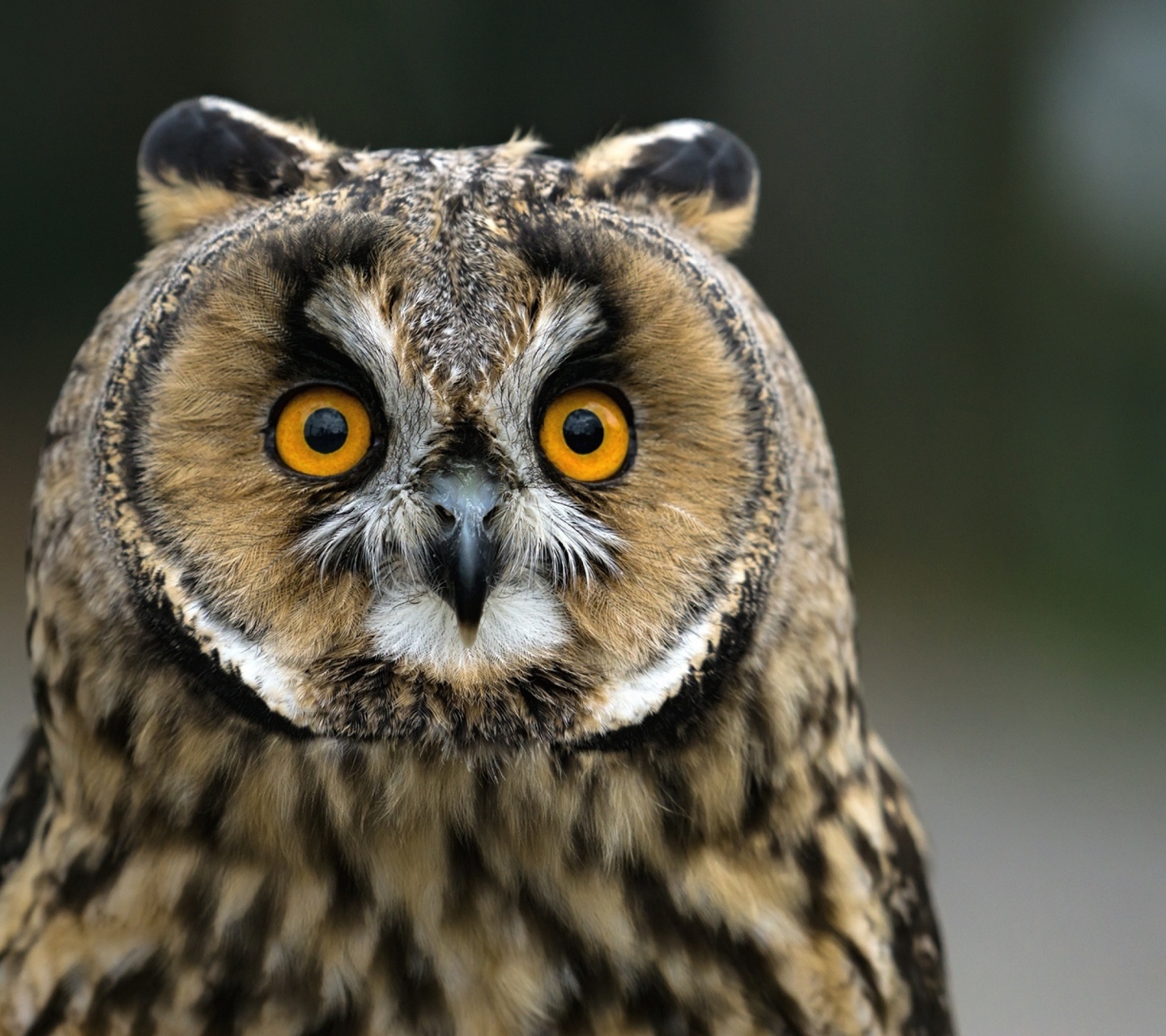 Das Owl bird predator Wallpaper 1440x1280